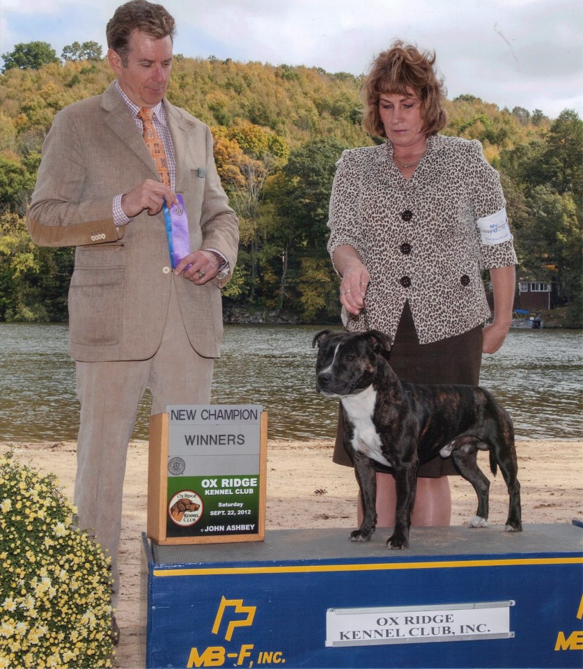 Manorview Staffords, Staffordshire Bull Terriers, Manorville, New York